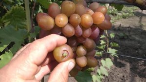 Виноград Красная планета