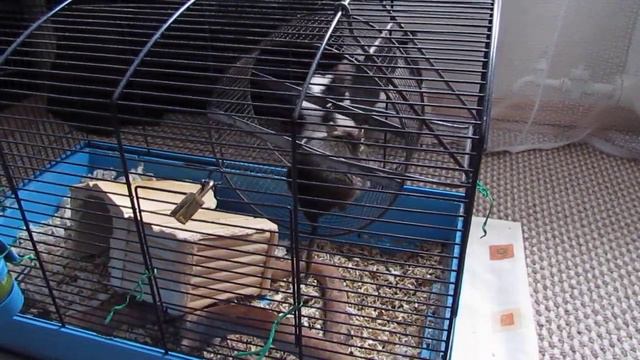 Французский бульдог Боня и дегу Мумрик смотреть онлайн