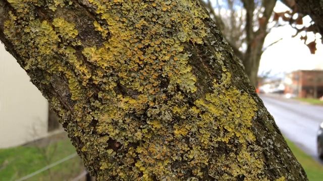 Sessile oak (Quercus petraea) - branches close up - February 2018 смотреть онлайн