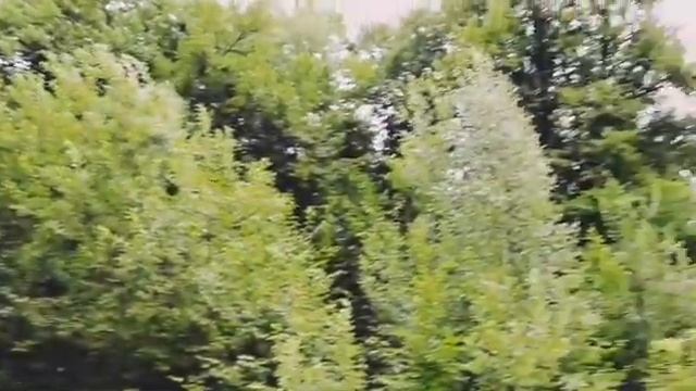 Ромашковые поля, природа смотреть онлайн