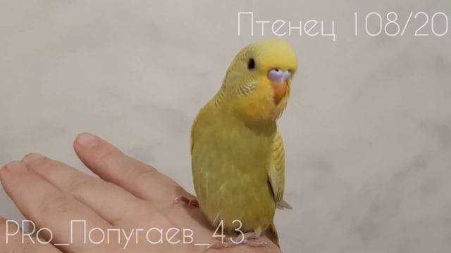 Птенец Волнистого Попугая 108/20. Возраст 34 дня. смотреть онлайн