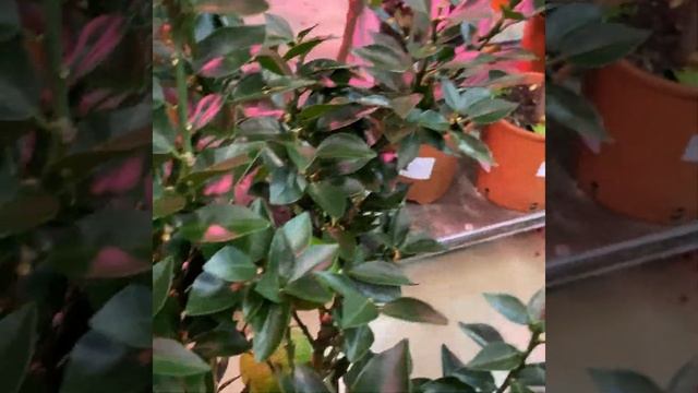 Чинотто /миртолистный померанец/  Chinotti - Citrus Myrtifolia/ Chinotto