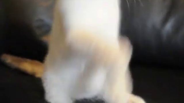 Крупный шикарный шотландский котик голубой поинт смотреть онлайн