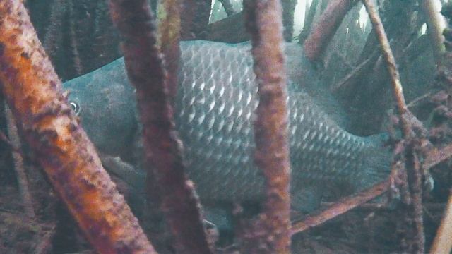 Карась в марте на мелководье в пруду. Подводная камера focusfish смотреть онлайн