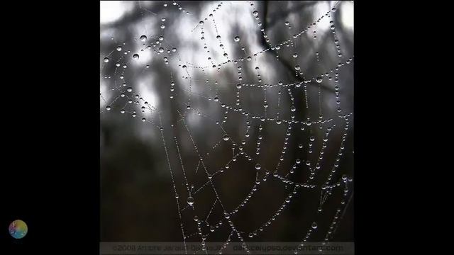 Роса. Издревле росу называли Божьей слезой смотреть онлайн