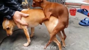 Small Dog VS  bigger dog Mating