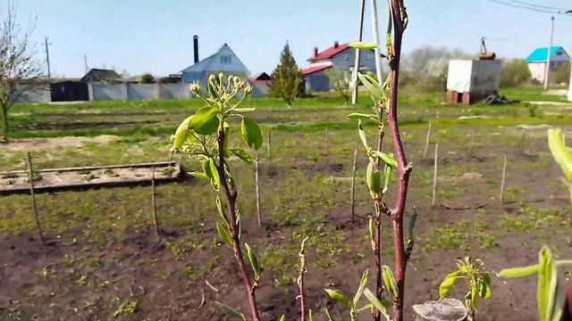 Разница сортов груш при цветении. смотреть онлайн