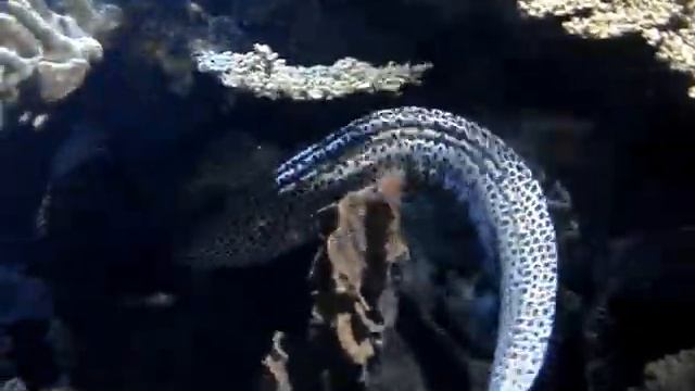 Sea life (Finland,Helsinki) смотреть онлайн