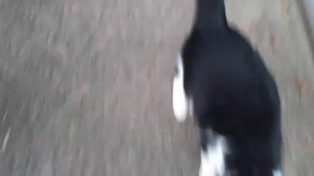 7 ноября котики встретили у подъезда смотреть онлайн