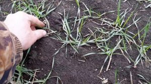 вторая подкормка озимой пшеницы аммиачной селитрой 2021 г.