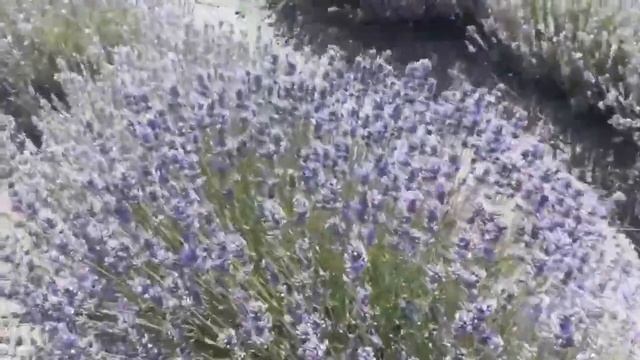 Лаванда смотреть онлайн