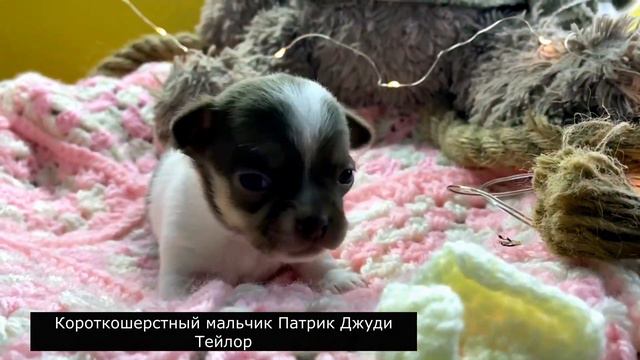 08.01.2023 в нашем питомнике родились малыши чихуахуа, помет на букву "П" смотреть онлайн