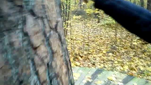 САМАЯ БОЛЬШАЯ СОСНА В РИЖСКОМ МЕЖАПАРКЕ смотреть онлайн