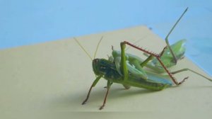 Богомол против Саранчи. Насекомые. Битва Богомола и Саранчи. Победит Сильнейший