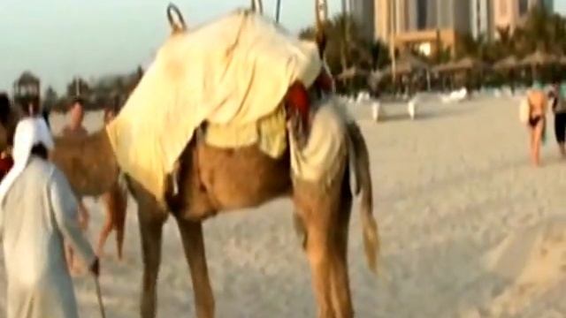 UAE. Dubai. ОАЭ.Дубай Джумейра пляж.. Le Royal Meridien Beach Resort & Spa 5