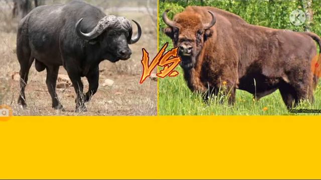 буйвол vs зубр (кто сильнее?)!! смотреть онлайн