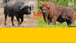буйвол vs зубр (кто сильнее?)!!