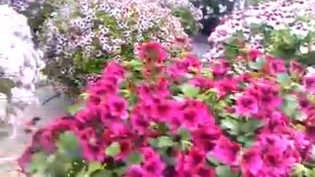 Fir Trees Pelargonium Nursery - Show plants. смотреть онлайн