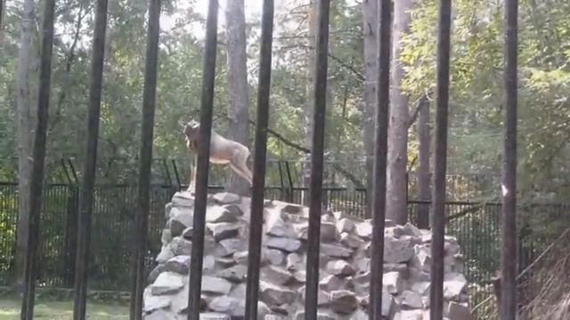 Новосибирск I Новосибирский зоопарк I Животные смотреть онлайн