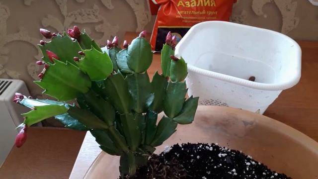 Шлюмбергера,декабрист,посадка