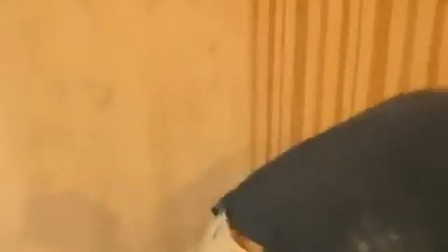 Поклейка обоев, подрезка в углу. смотреть онлайн