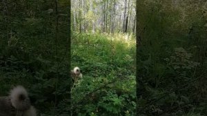 охота на лося, в период гона. подготовка.