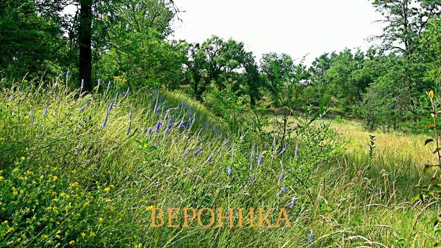 Каховский лугопарк (часть вторая). Херсонская область, г. Каховка. смотреть онлайн