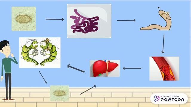 Capillaria hepatica смотреть онлайн