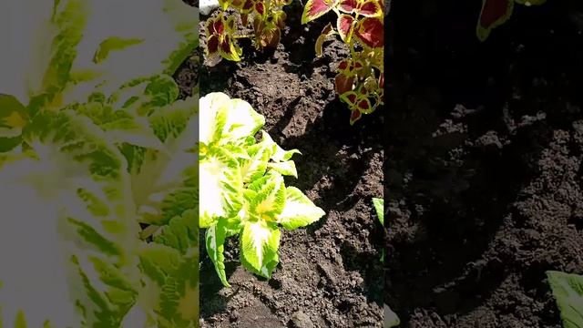 Черный дракон. Продолжаем оформлять клумбу с колеусами. смотреть онлайн