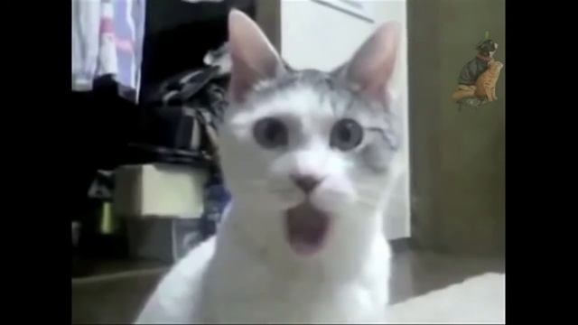 Funny cat down the stairs! Забавный Кот Спускается по Лестнице! смотреть онлайн