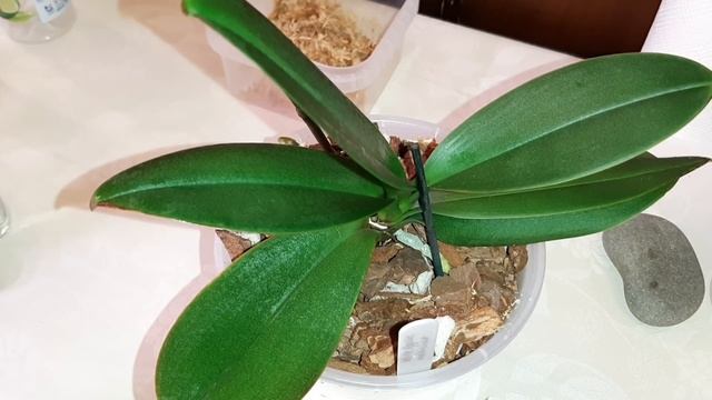 Липкие Пятна на Листьях | Мучнистый Червец | Обработка Натуральным Инсектицидом | Phal. White Apple смотреть онлайн