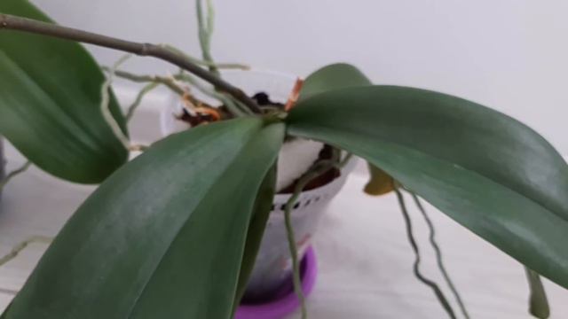 Безымянная очаровашка и другие орхидеи- красотки.Памятник медикам. смотреть онлайн