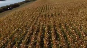 Капельное орошение итоги сезона 2019 кукуруза, Запорожская область