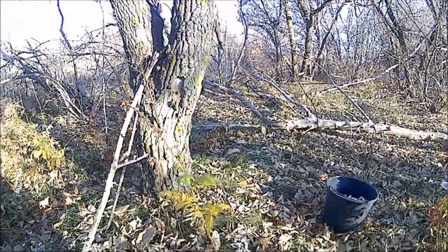 Тихая охота. Поход по грибы. Ноябрь 2019 год. смотреть онлайн