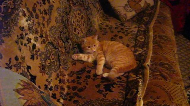 Кот и хвост смотреть онлайн