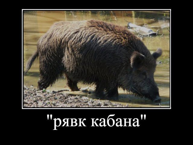 ЛЮТЫЙ КАБАН РЫЧИТ