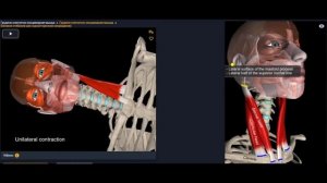 Анатомия. Грудино-ключично-сосцевидной мышцы. Функции, начало, крепление
