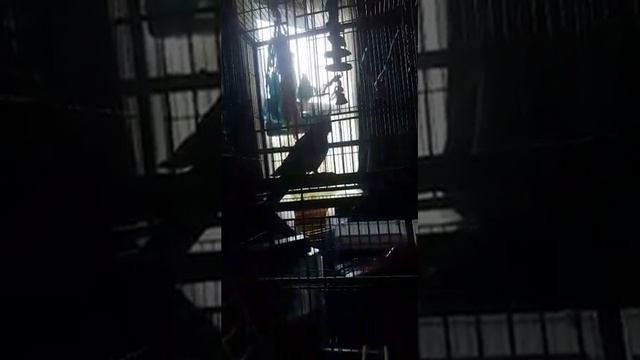 Bird Beats смотреть онлайн