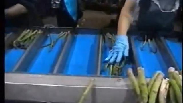 asparagus sorters смотреть онлайн