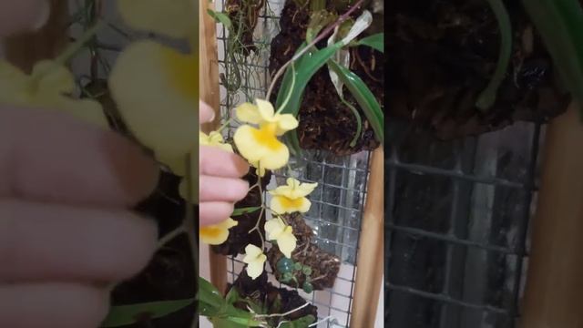 Домашнее цветение дендробиума Линдли #дендробиумлиндли#дендробиум#орхидея смотреть онлайн