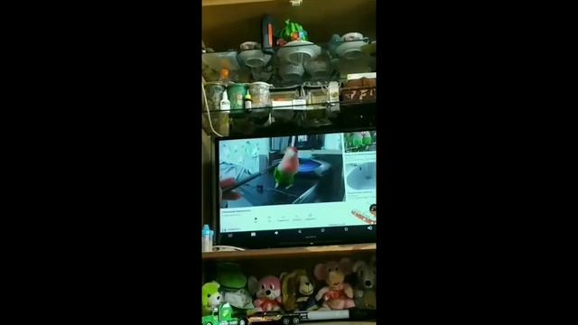 Vlog: попугай / Неразлучник смотреть онлайн
