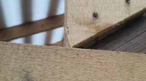 Рукожопые строители