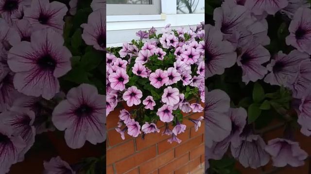 Петуния в кашпо на подоконнике #дача #дом #цветы #петуния #петунии #красота #лето #garden #flowers смотреть онлайн