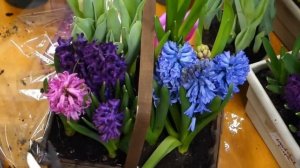 Корзина из весенних цветов своими руками