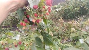 Ремонтантная малина Джоан Джей  в сентябре.