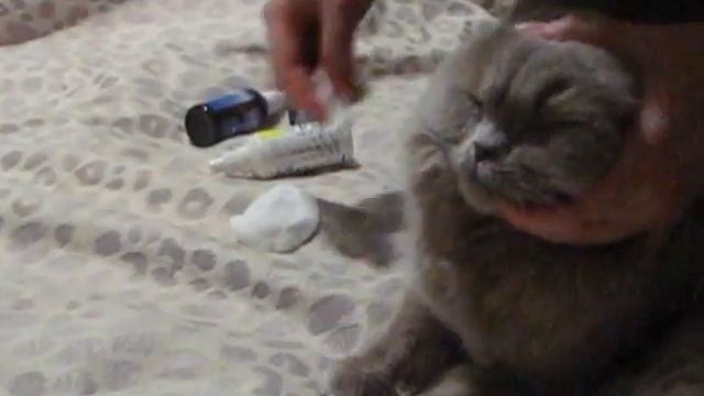 Как протереть глаза и уши кошке смотреть онлайн