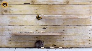 Игры для кошек на экране | Мышь бегает | Птички поют | Видео для кошек ??❤️