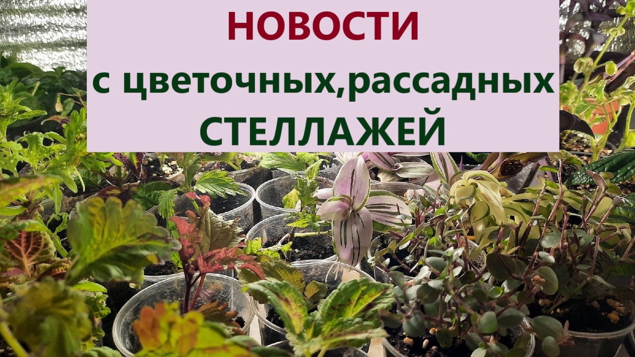 Новости с рассадных стеллажей. Обзор черенков и цветов. Как зимуют фуксии и пеларгонии. смотреть онлайн