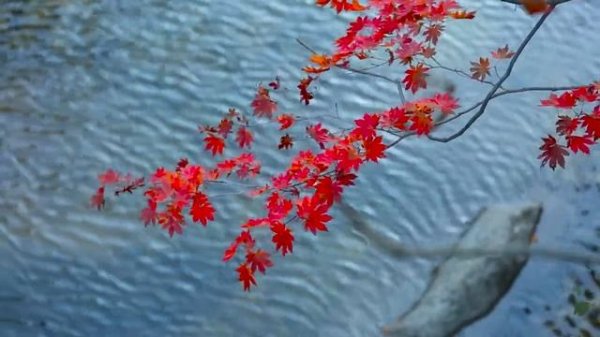 Calm music for sleep and relaxation _ Relax music for sleep.