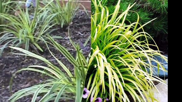 ЛИРИОПЕ (LIRIOPE) сем. Ландышивые смотреть онлайн